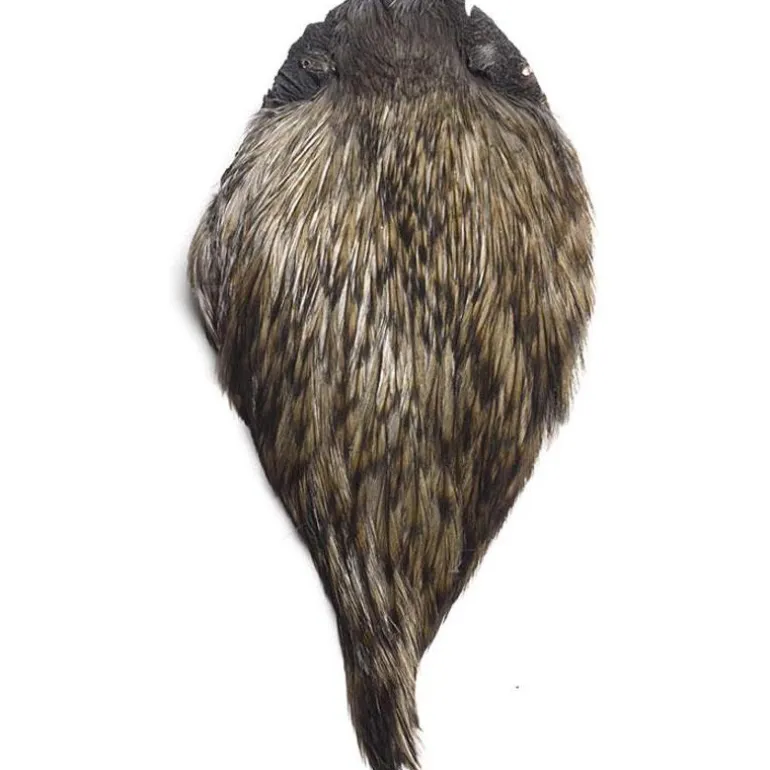 Cou De Coq Devaux Dvx Top Grade Teint