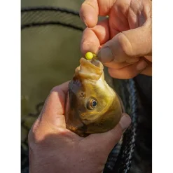 Sonubaits Appâts - Amorces^Hookbaits Spike'um Wafters